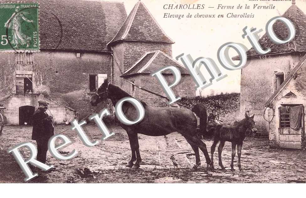Ferme de la Vernelle  elevage de chevaux en Charollais