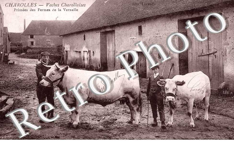 Vaches Charollaises - Primees des fermes de la Vernelle - elevage