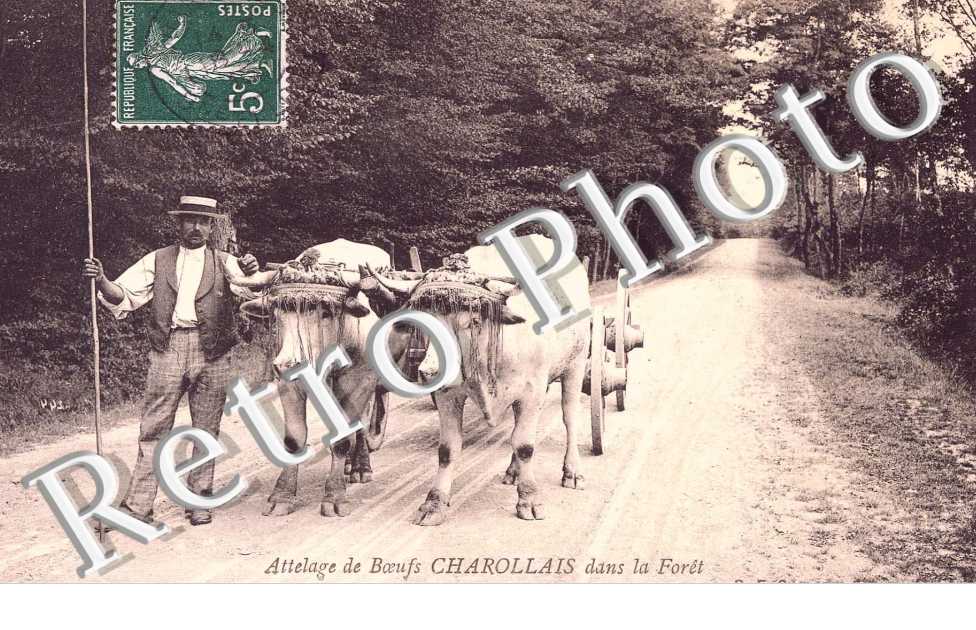 ATTELAGE DE BOEUFS