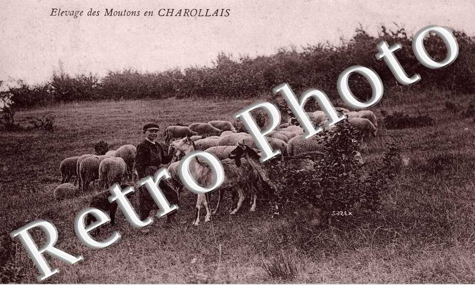 Elevage des moutons