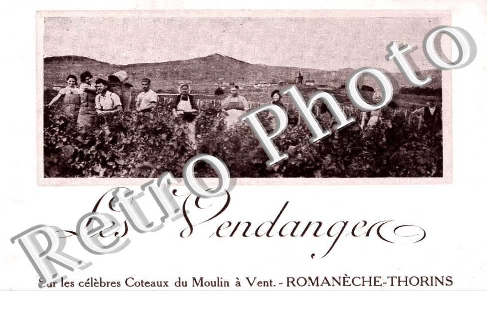 Les vendanges - coteaux du moulin a vent