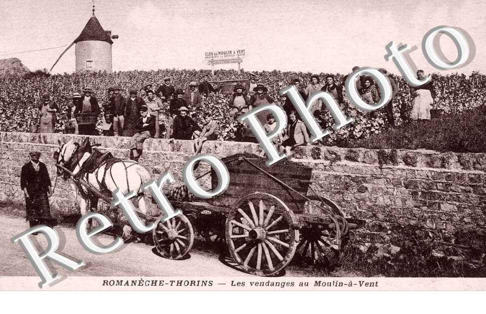 Les vendanges - coteaux du moulin a vent