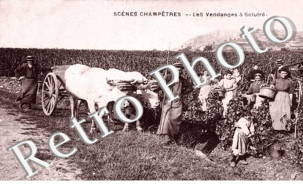 LES VENDANGES A SOLUTRE