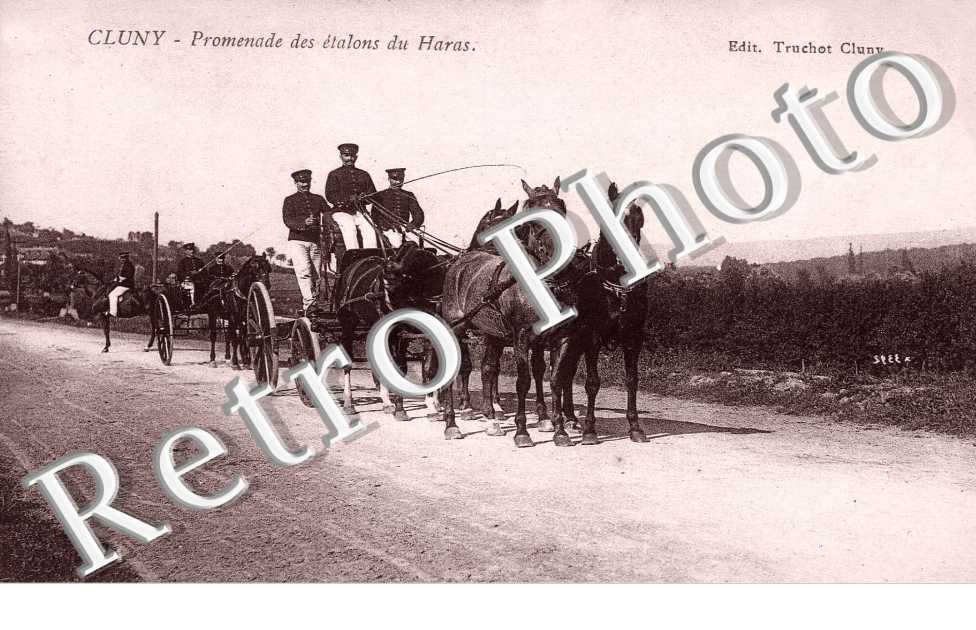 Promenade des Etalons du Haras - attelage de chevaux