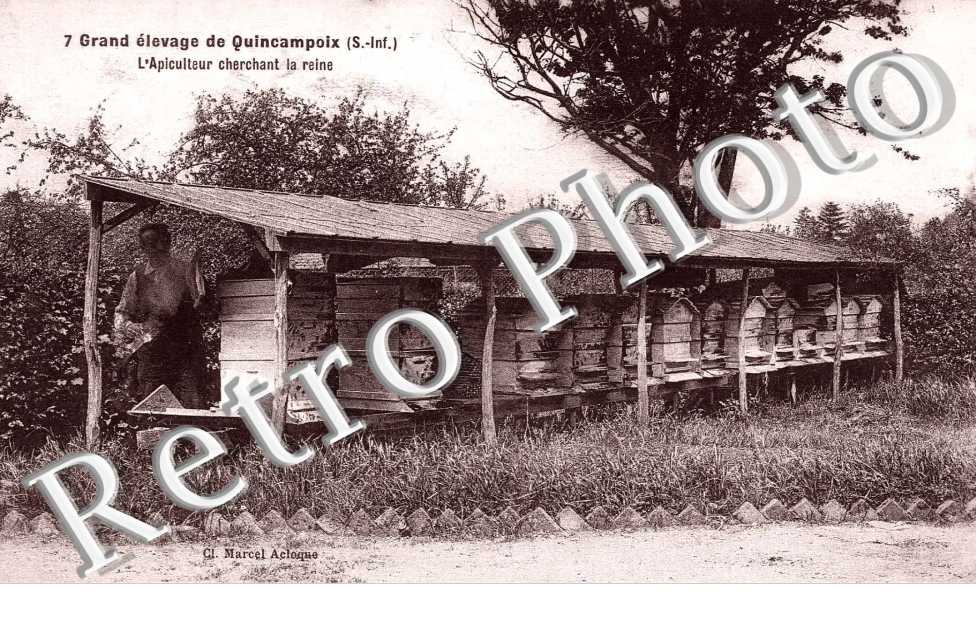 Grand elevage - Apiculteur cherchant la reine - apiculture