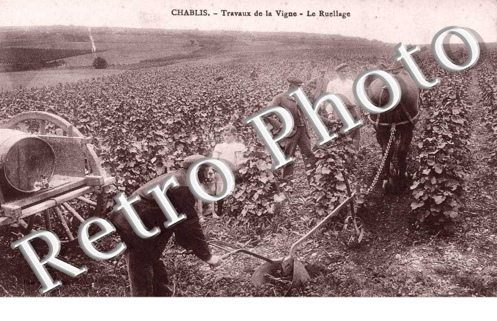 travaux de la vigne, le ruellage