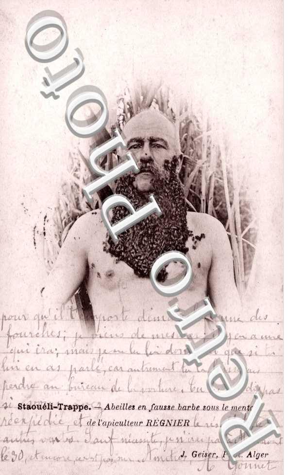 Abeilles en fausse barbe de l&#039;apiculteur Regnier
