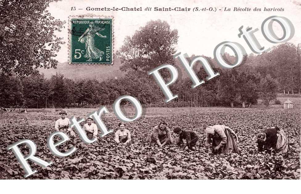 SAINT-CLAIR  -   La Recolte des haricots