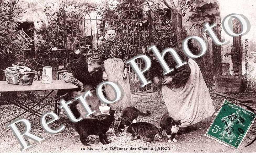 Le dejeuner des chats a Jarcy