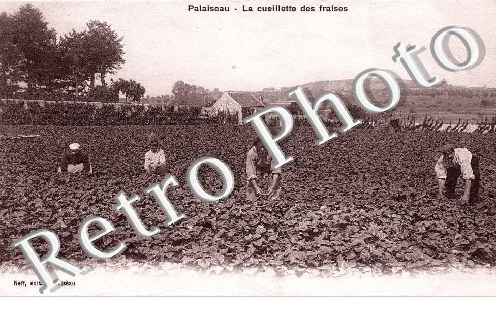 La cueillette des fraises