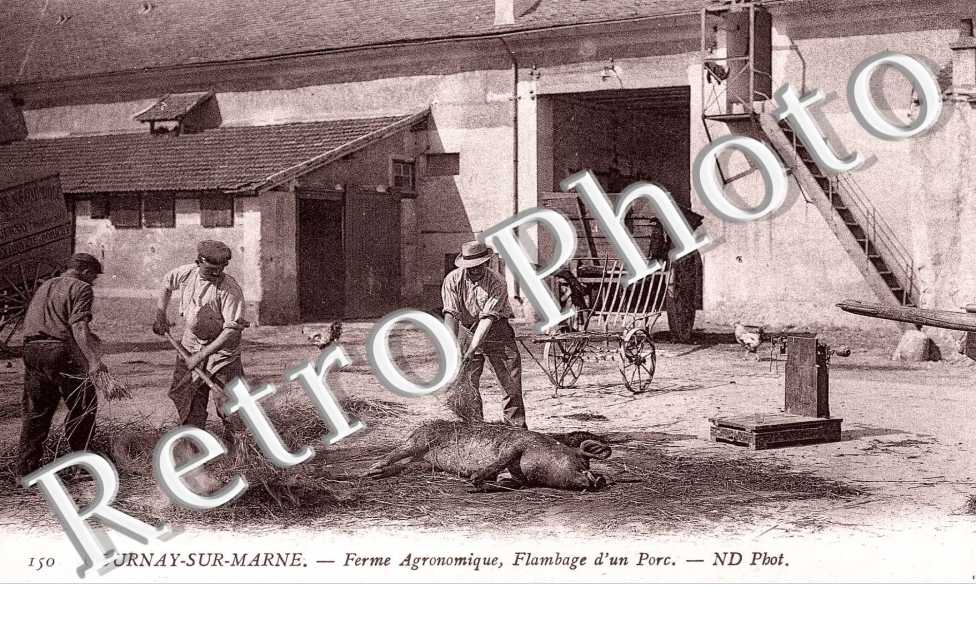 Ferme agronomique - Flambage d&#039;un porc - elevage