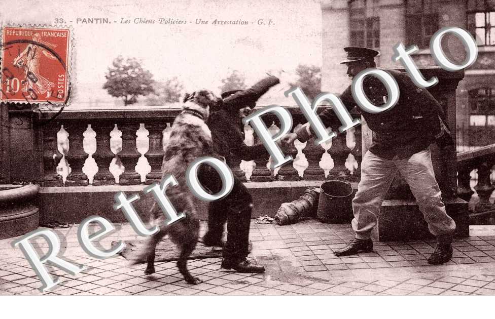 Les chiens policiers - Une arrestation