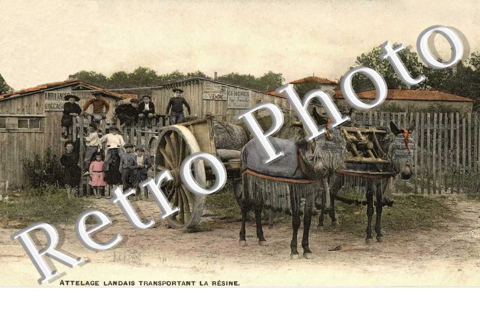 Attelage Landais Transportant la Résine