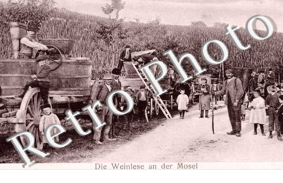Die Weinlese an der Mosel