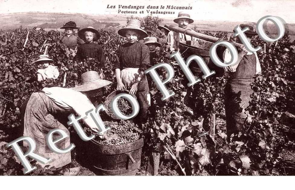 Les Vendanges, Porteurs et Vendangeurs