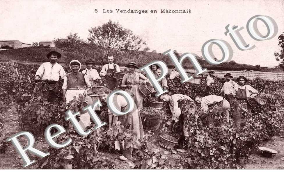 Les Vendanges