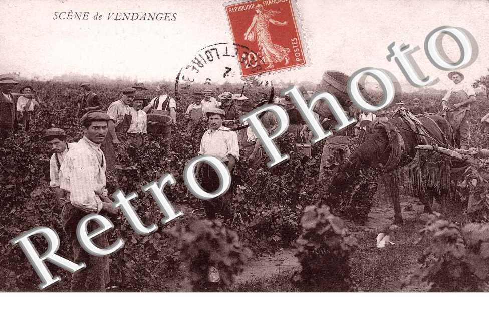 Scene de Vendanges
