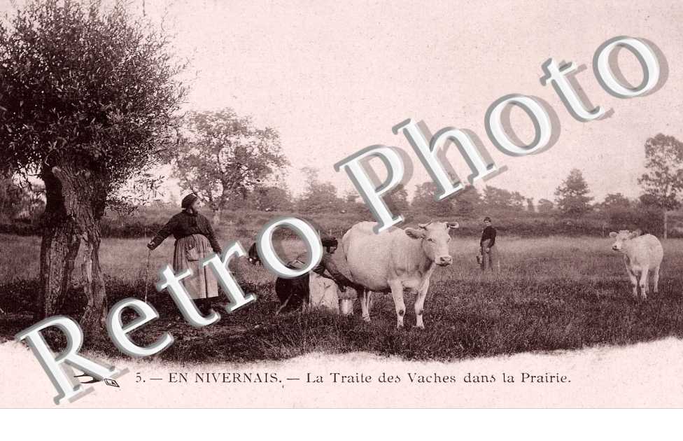 la traite des vaches dans la prairie