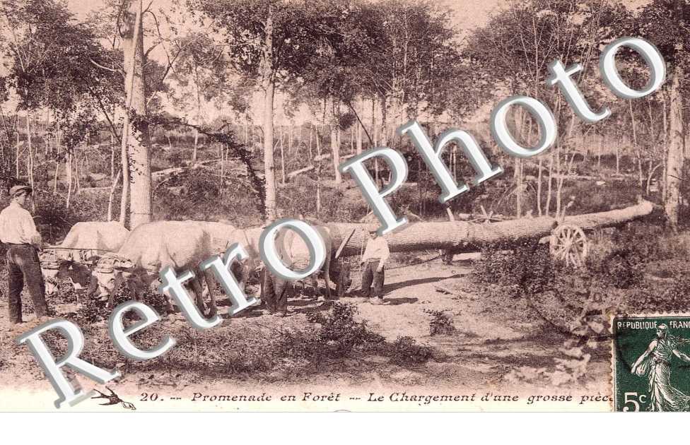 Le chargement d'une grosse piece  TRANSPORT DU BOIS