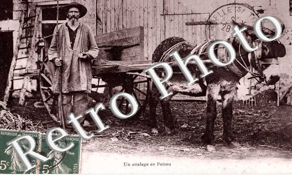 un attelage en Poitou