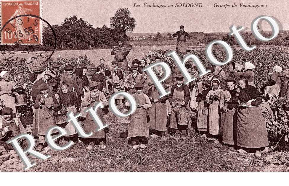Groupe de vendangeurs