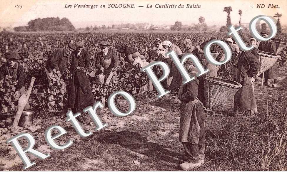 La Cueillette du raisin