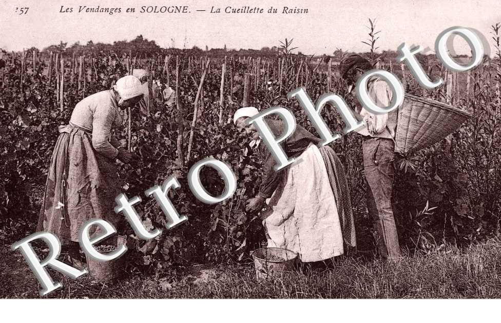 La Cueillette du raisin
