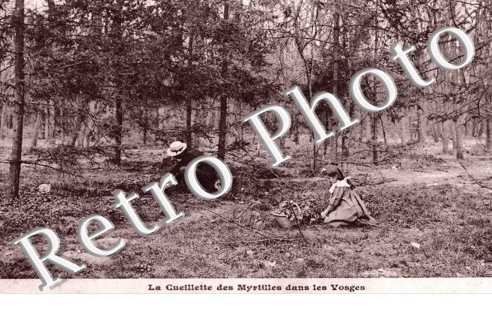 Cueillette des Myrtilles