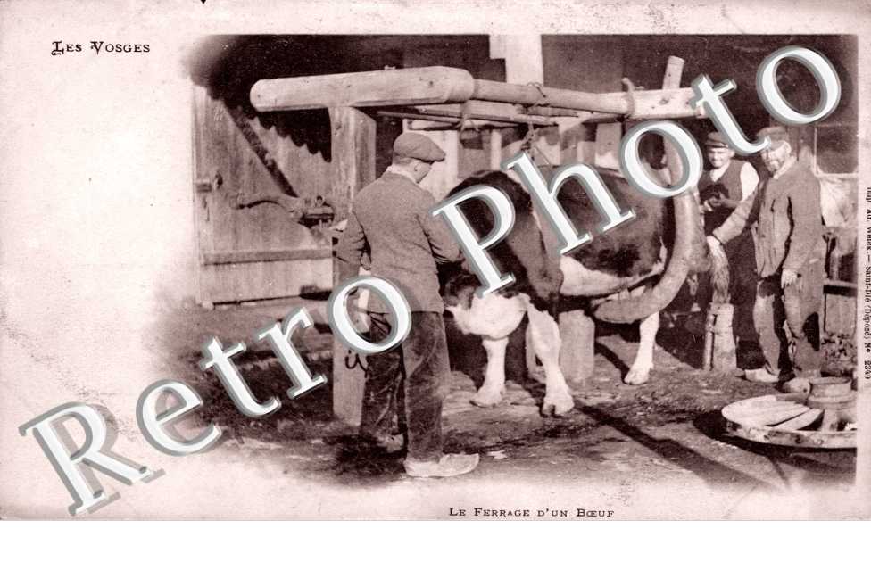 Le ferrage d&#039;un boeuf
