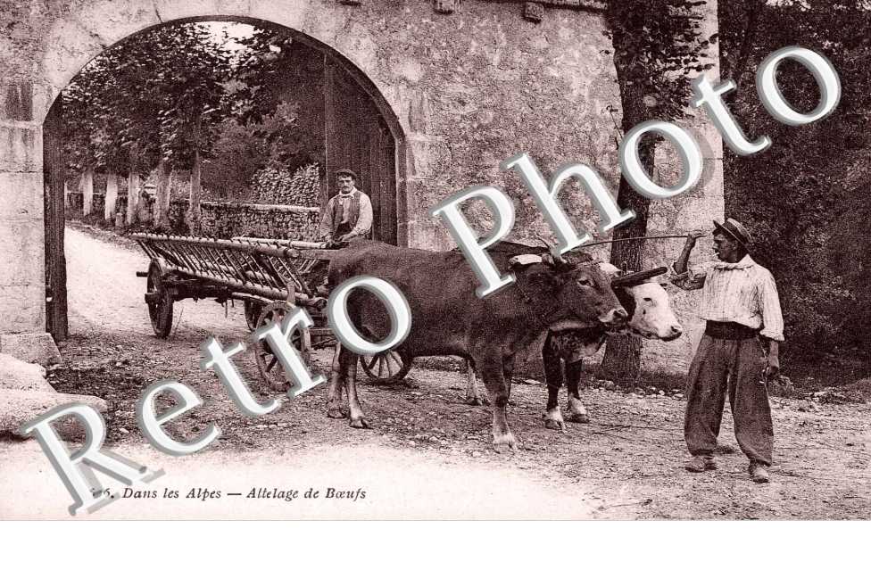 dans les Alpes Attelage de  Boeufs