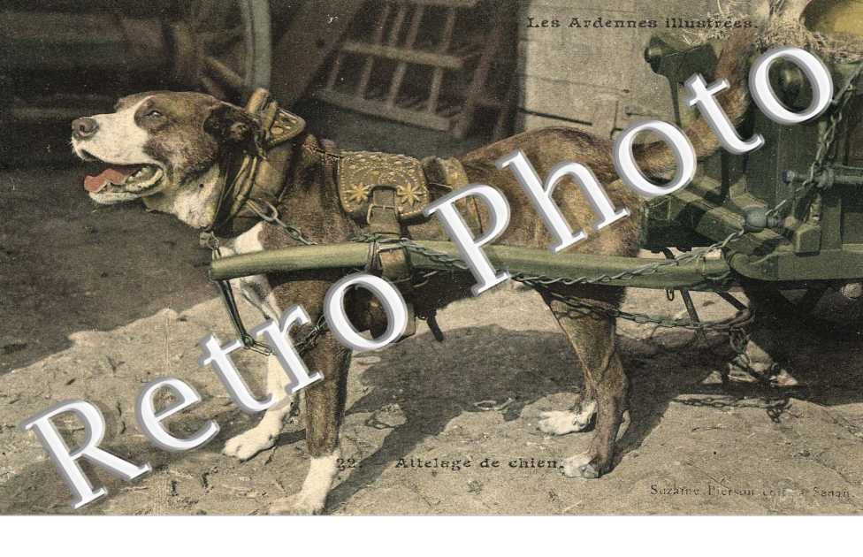 Attelage de chien