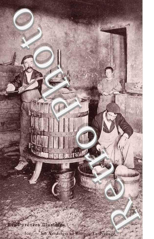 les vendanges - le pressage