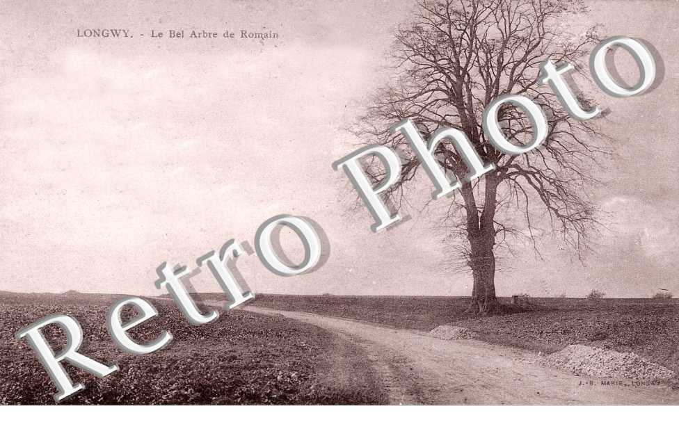 LONGWY LE BEL ARBRE