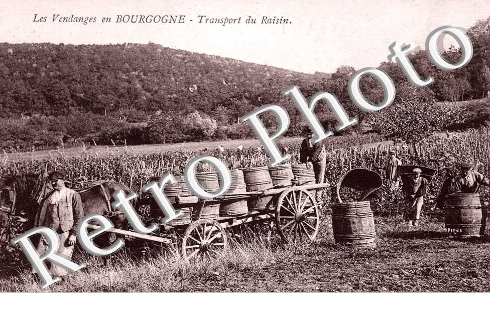 Les Vendanges, Transport du Raisin