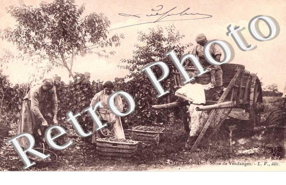 Scene de Vendanges