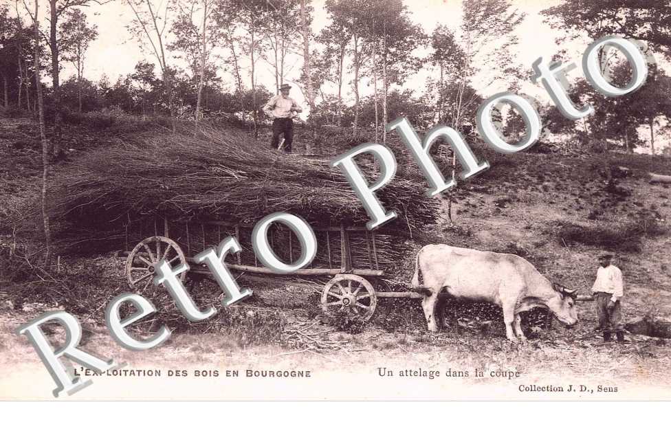 L'Exploitation des bois en Bourgogne, Un Attelage dans la Coupe