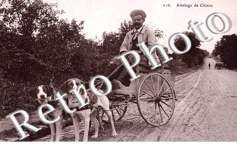 ATTELAGE DE CHIENS