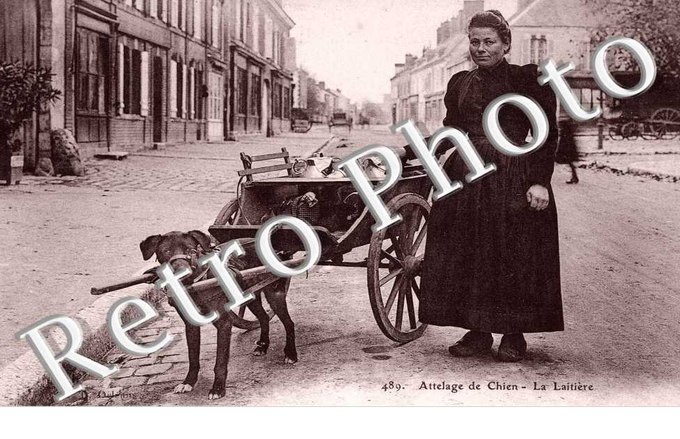 ATTELAGE DE CHIEN la laitiere
