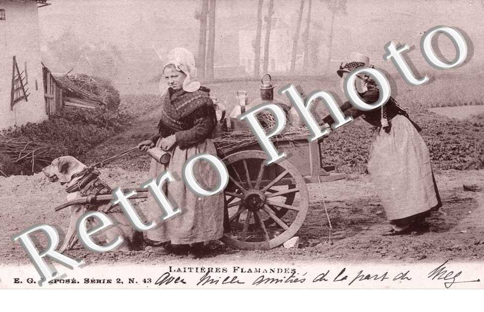 Laitiere flamande - attelage
