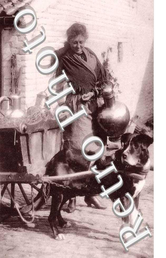 Attelage  de chien
