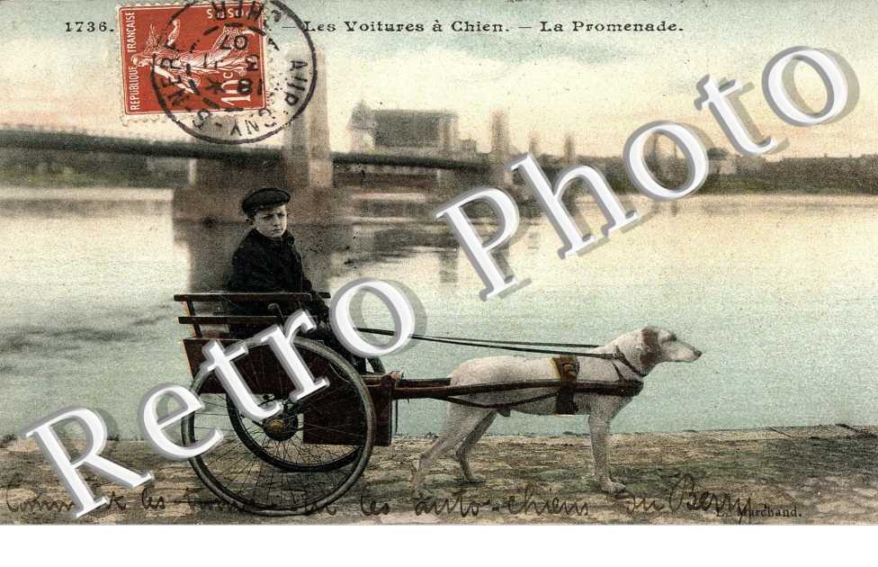 Voitures a chien - la promenade