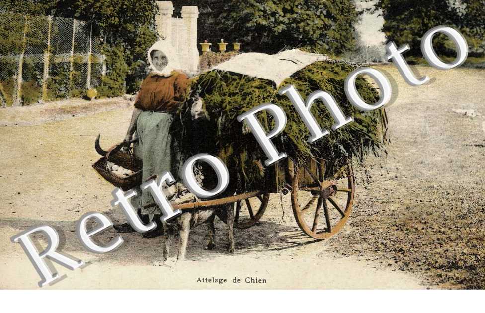 Attelage de chien  - CARTE COULEUR