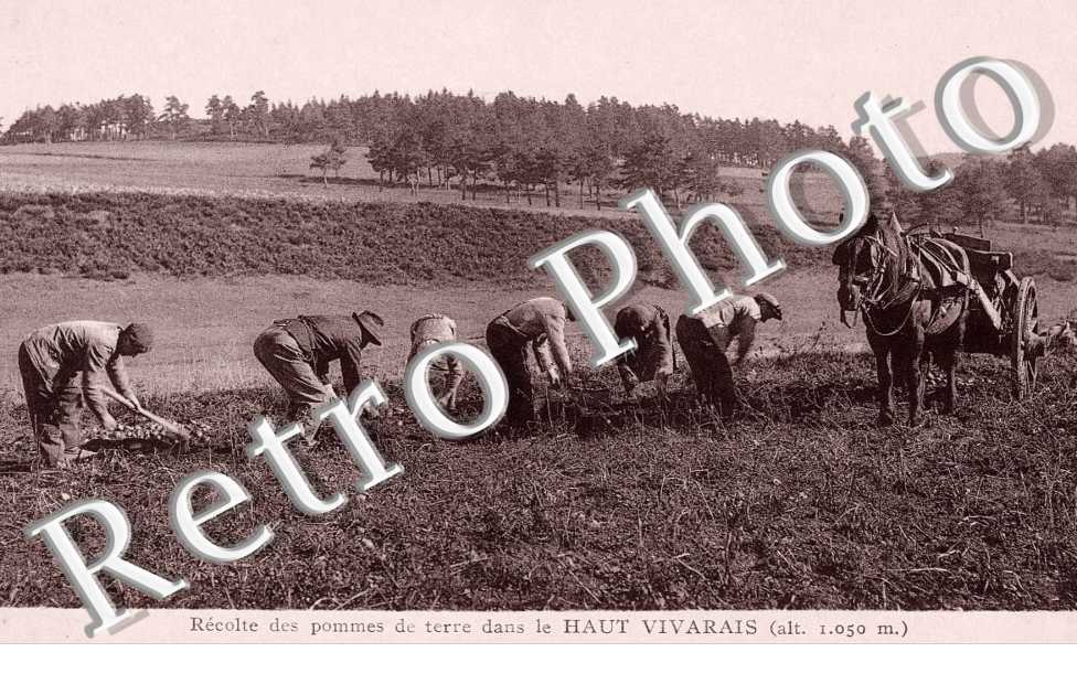 recolte des pommes de terre dans le Haut Vivarais