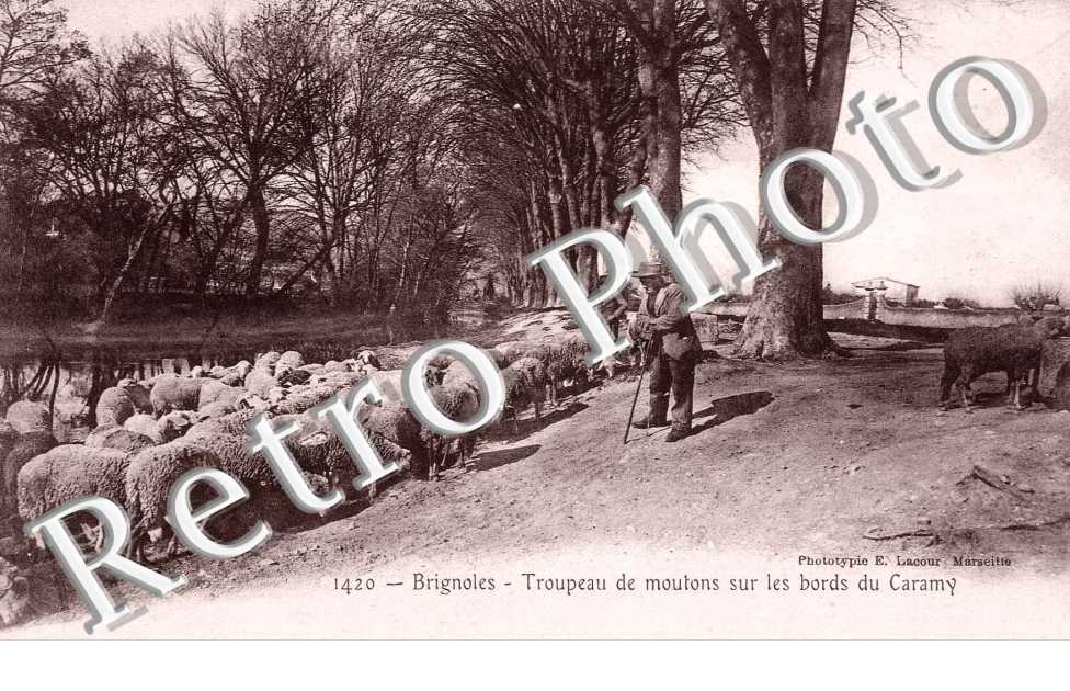 TROUPEAU DE MOUTONS SUR LES BORDS DU CARAMY