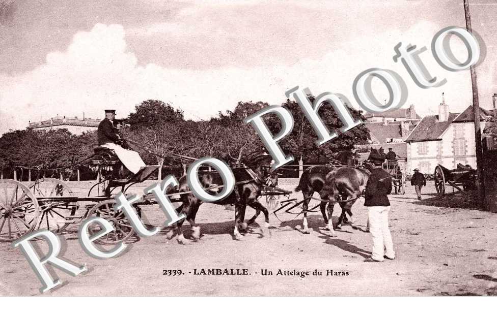 Haras un attelage
