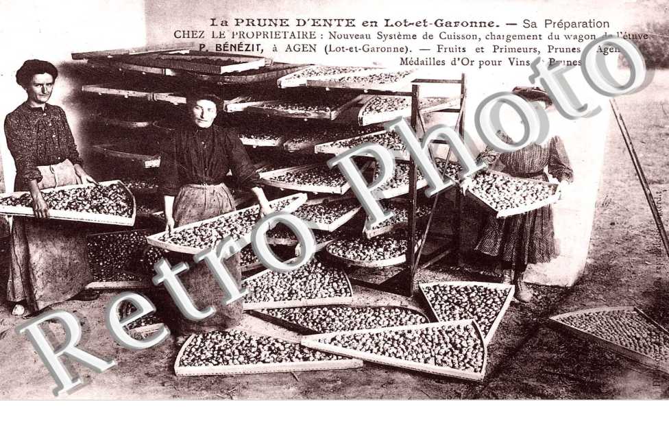 LA PRUNE D&#039;ENTE sa preparation