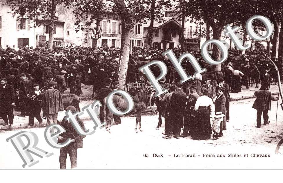 LE FORAIL FOIRE AUX MULES ET CHEVAUX