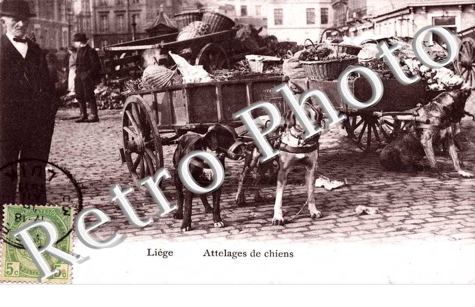 Attelages de Chiens