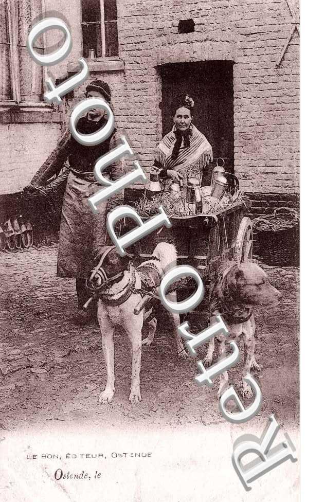 ( un attelage de chiens )