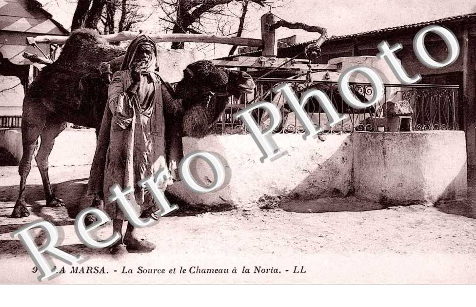 La source et le chameau a la Noria